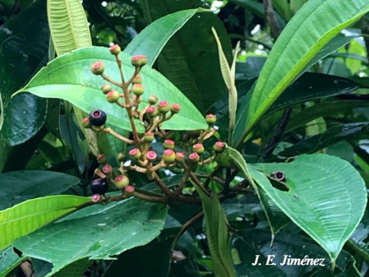 Miconia conorufescens