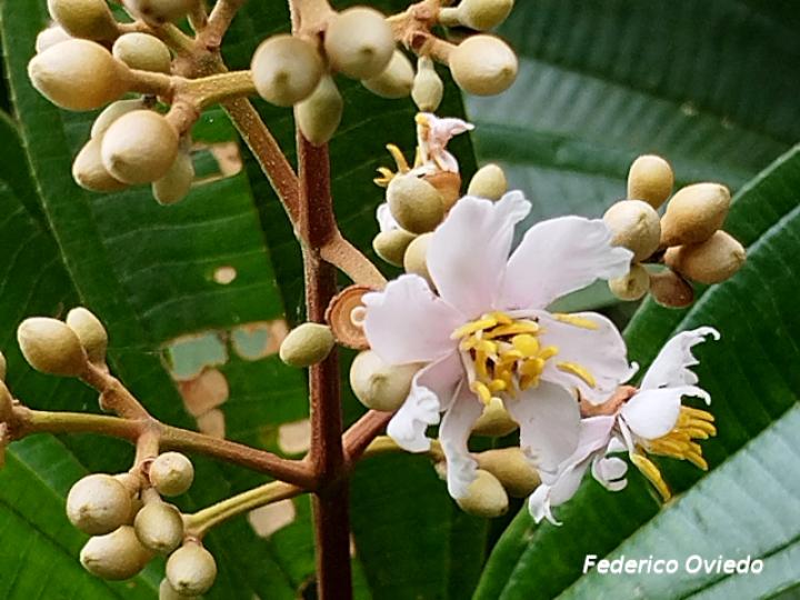 Miconia conorufescens