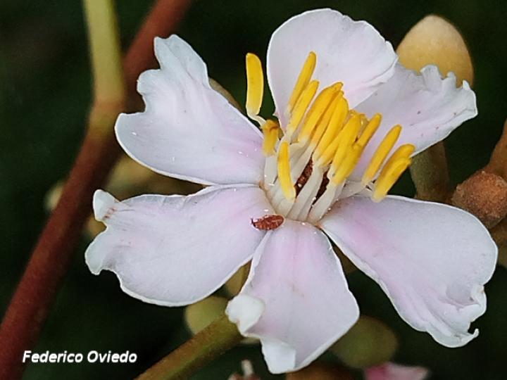 Miconia conorufescens
