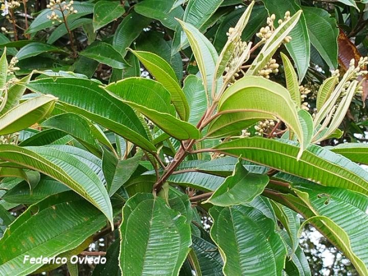 Miconia conorufescens