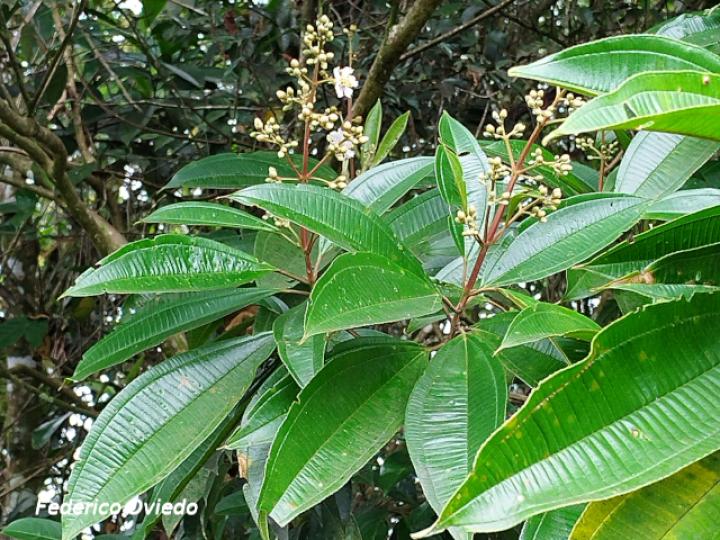 Miconia conorufescens