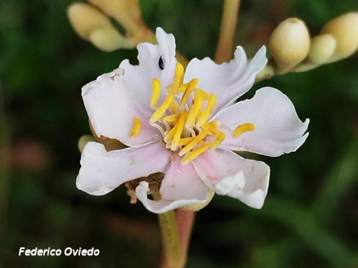 Miconia conorufescens