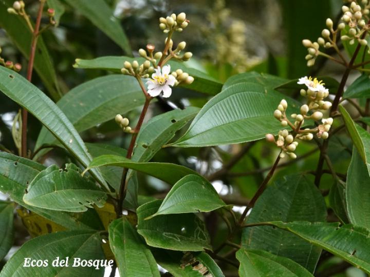 Miconia conorufescens