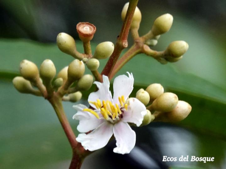 Miconia conorufescens