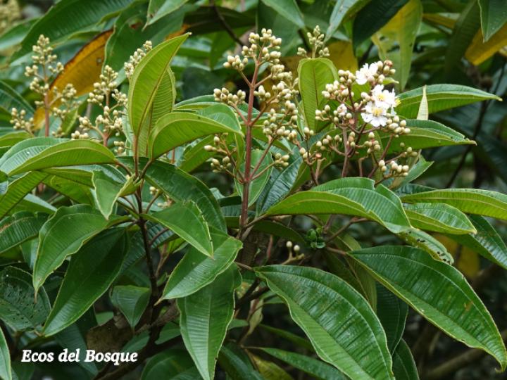 Miconia conorufescens
