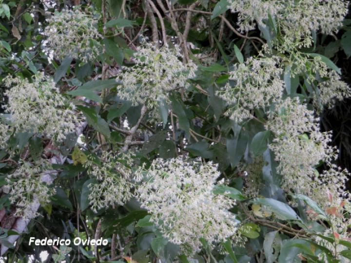 Neomirandea araliifolia