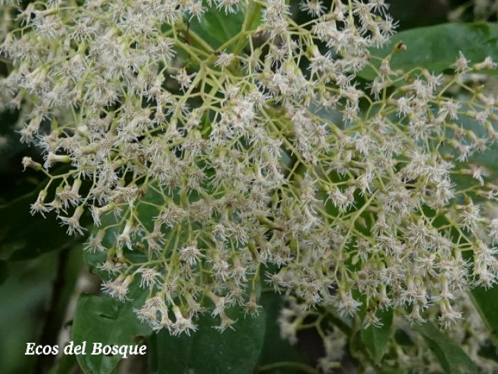 Neomirandea araliifolia