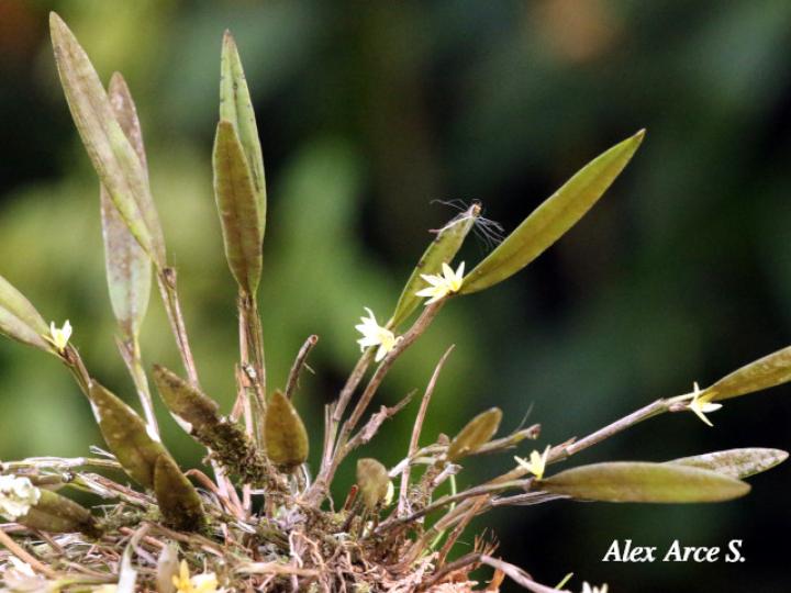 Octomeria costaricensis