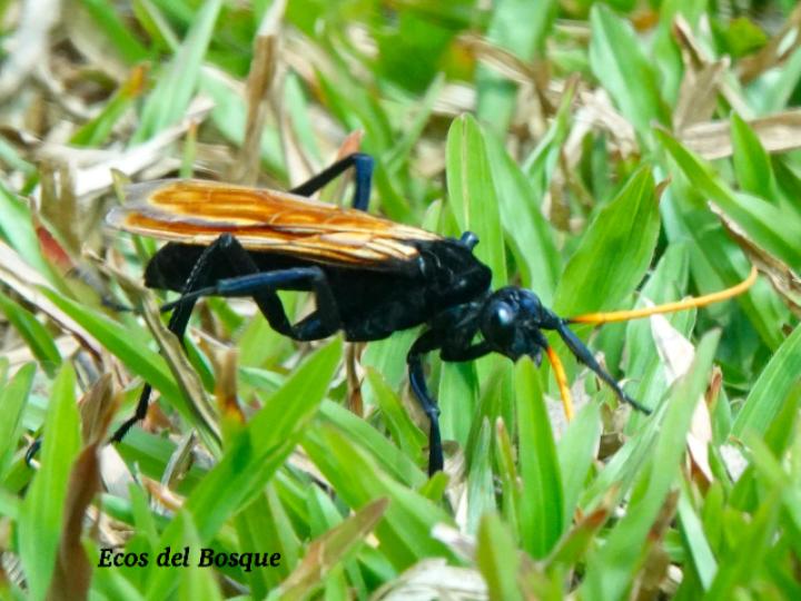 Pepsis mildei