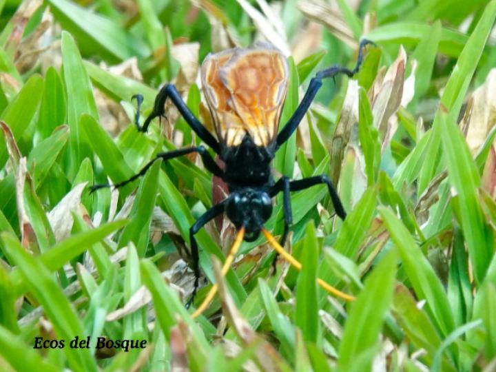 Pepsis mildei