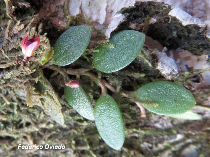 Phloeophila peperomioides