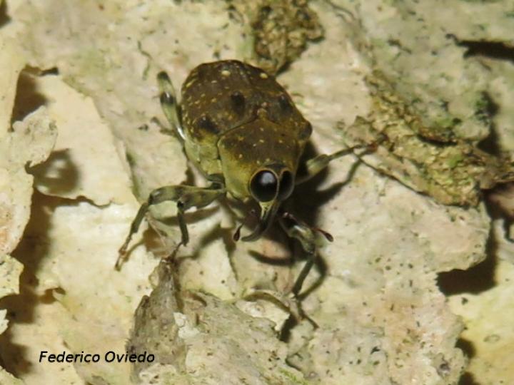 Piazurus sp