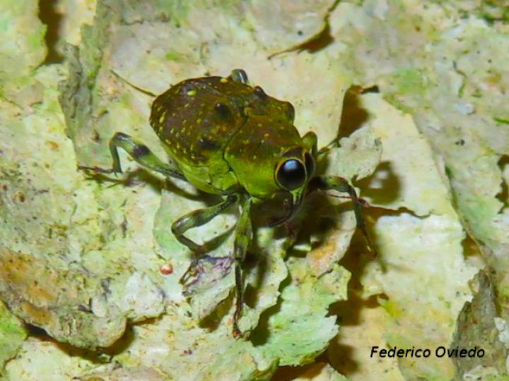 Piazurus sp