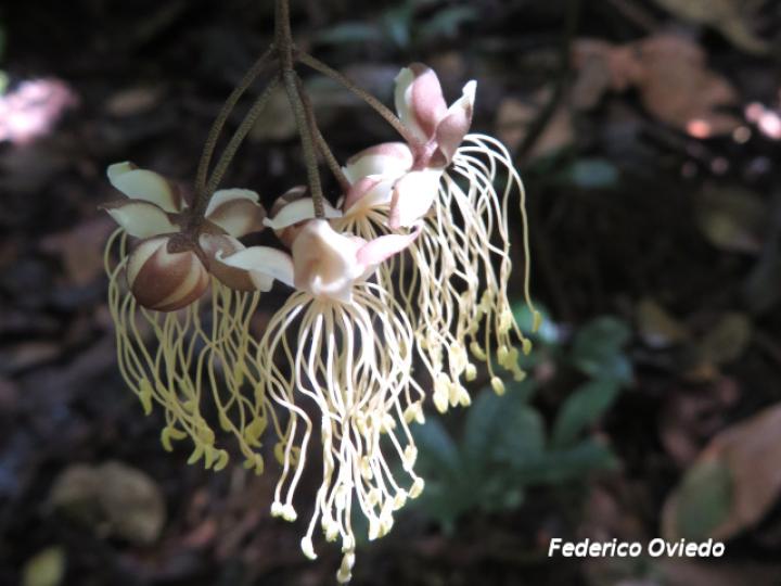 Quadrella filipes