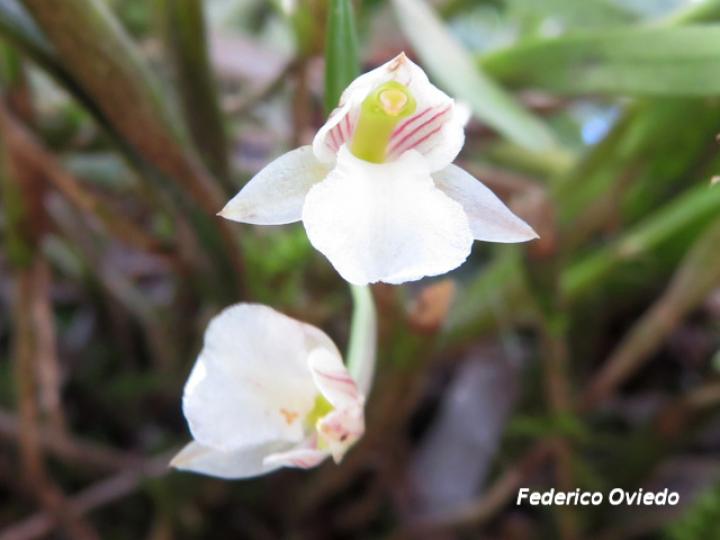Scaphyglottis tenella
