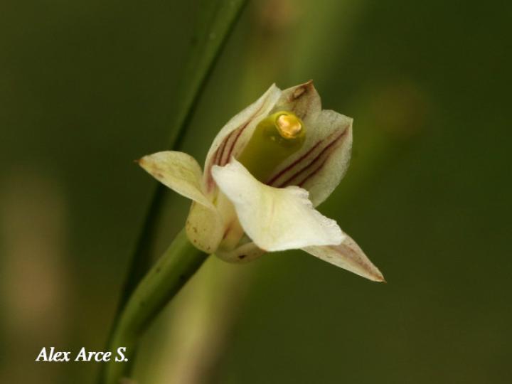Scaphyglottis tenella