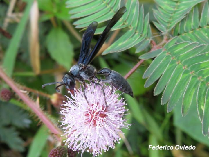 Synoeca septentrionalis (Avispas de chorro)