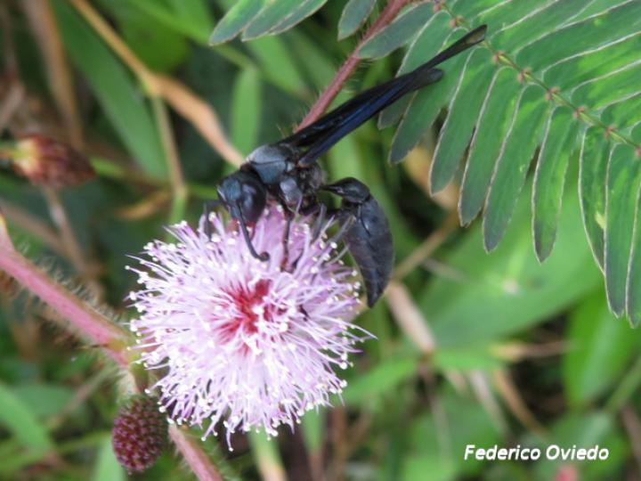 Synoeca septentrionalis (Avispas de chorro)