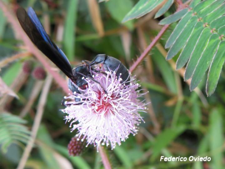Synoeca septentrionalis (Avispas de chorro)