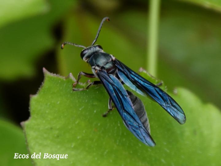 Synoeca septentrionalis (Avispas de chorro)