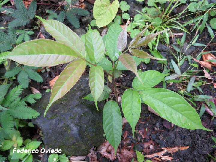 Bursera simarouba, plántula