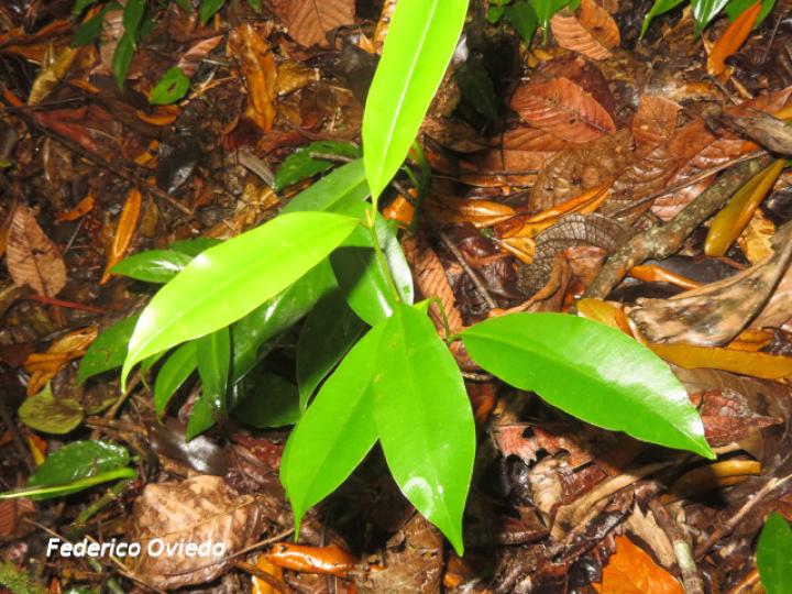 Calophyllum brailiense, plántula