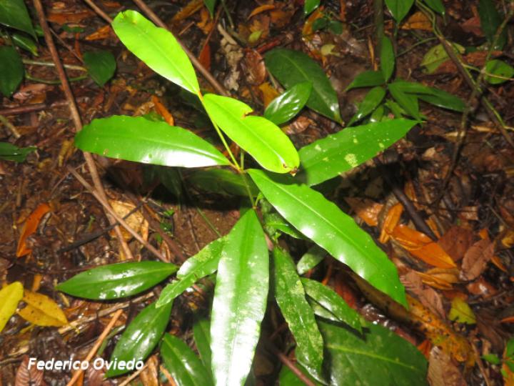 Calophyllum brailiense, plántula
