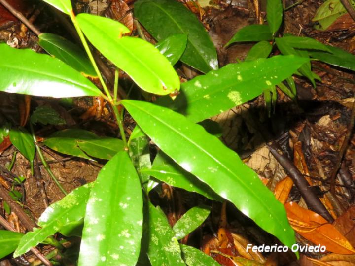 Calophyllum brailiense, hojas