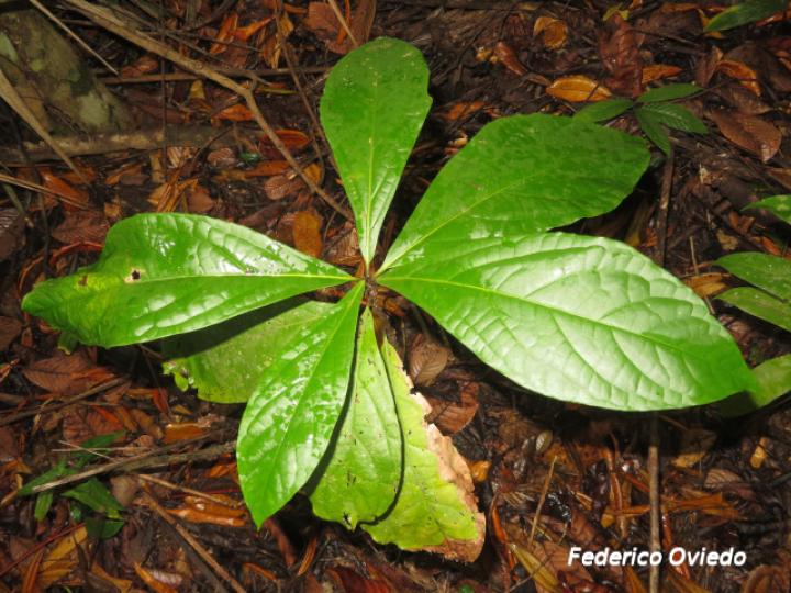 Cordia eriostigma, plántula