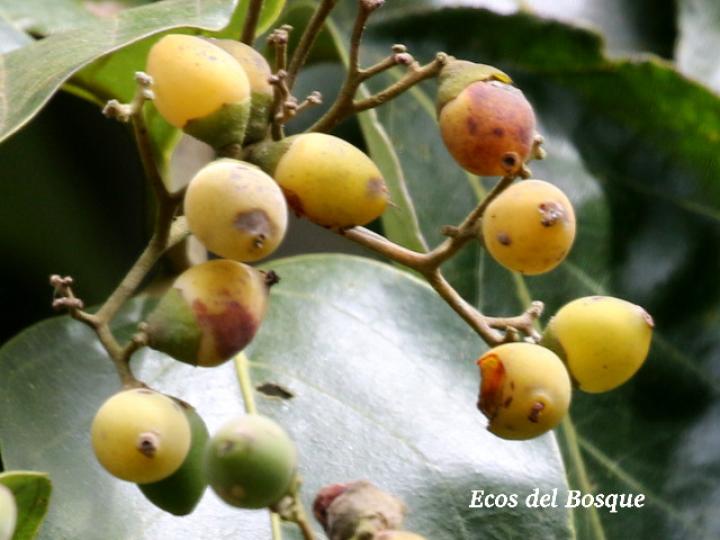Cordia eriostigma, frutos