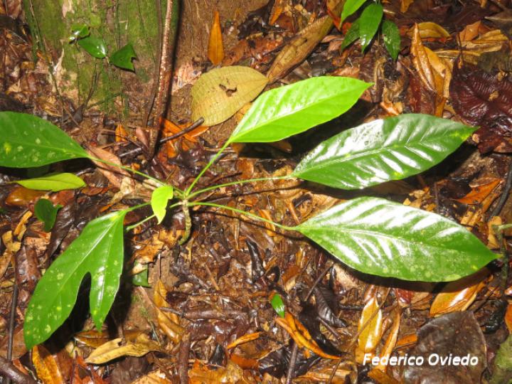 Dendropanax arboreus, plántula