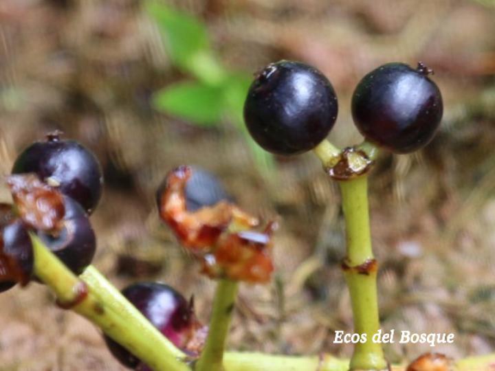 Dendropanax arboreus, frutos