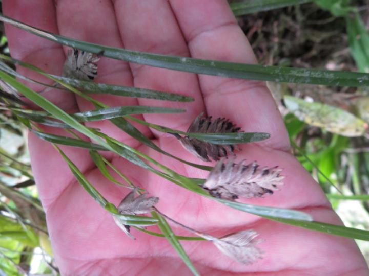 Elleanthus graminifolius
