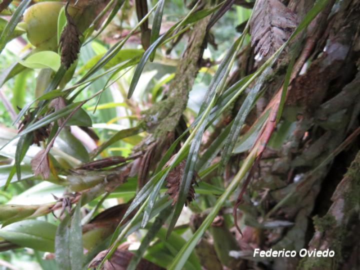 Elleanthus graminifolius