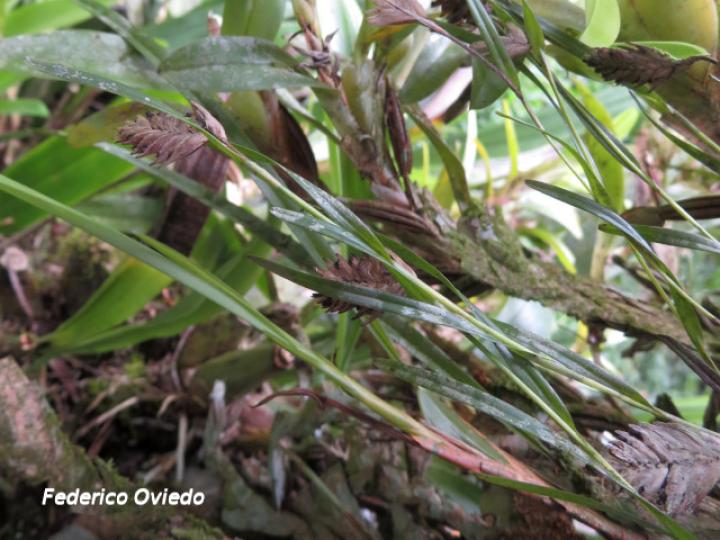 Elleanthus graminifolius