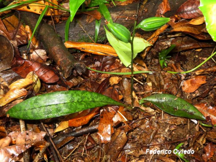 Eulophia maculata (Orquídea monja africana)