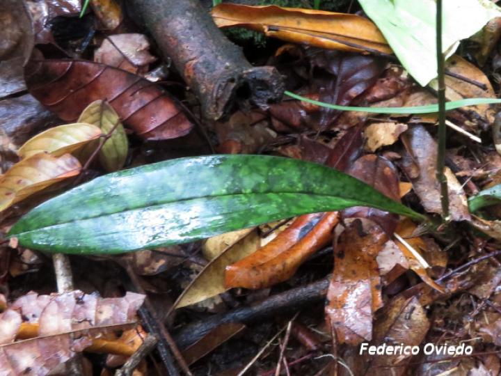 Eulophia maculata (Orquídea monja africana)