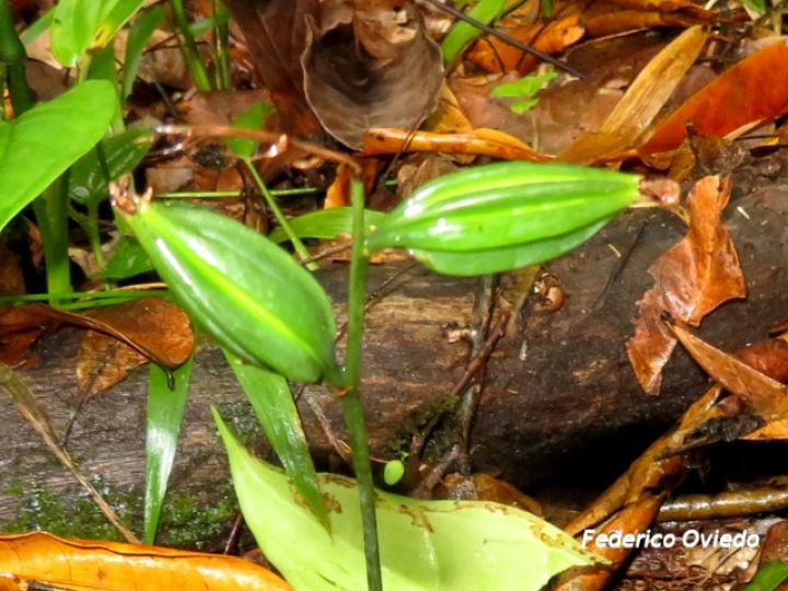 Eulophia maculata (Orquídea monja africana)