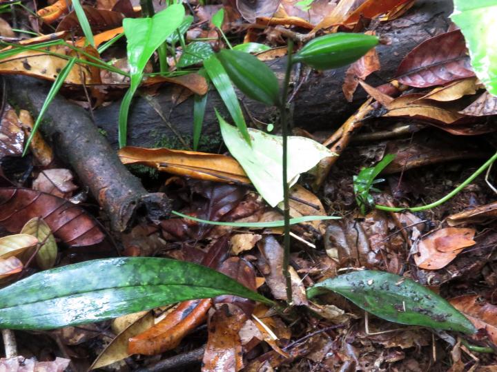 Eulophia maculata (Orquídea monja africana)