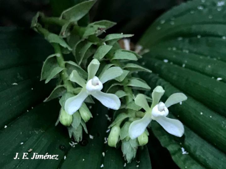 Palmorchis trilobulata