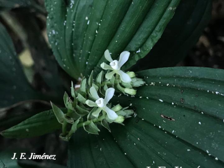 Palmorchis trilobulata