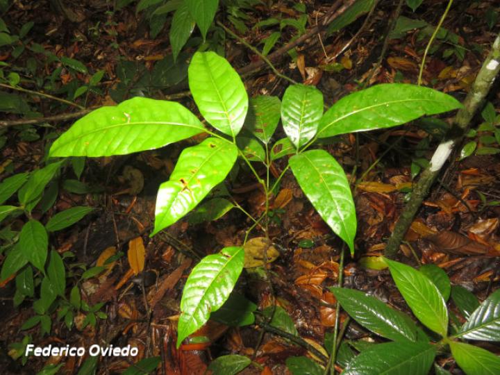 Protium glabrum, plántula