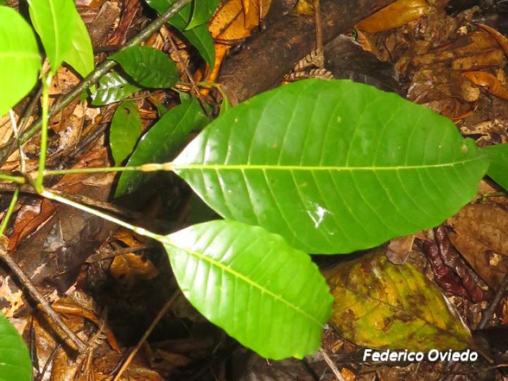 Protium glabrum, hojas