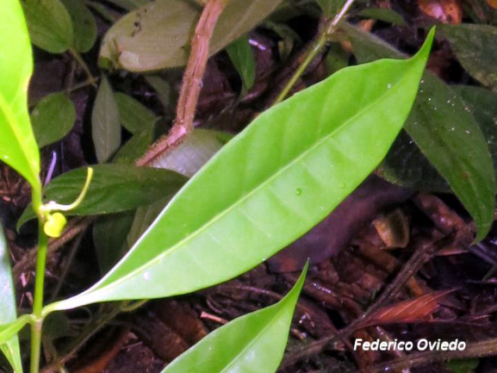 Rauvolfia aphlebia, Hoja