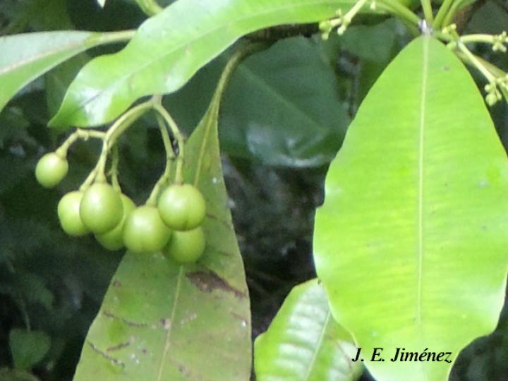 Rauvolfia aphlebia, frutos