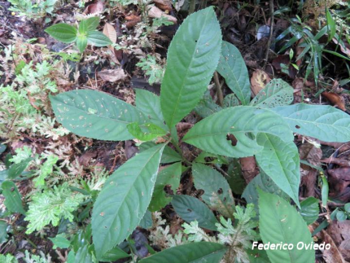 Saurauia yaicae, plántula