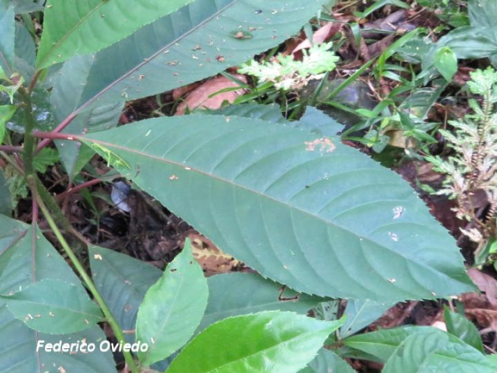 Saurauia yaicae, Hoja