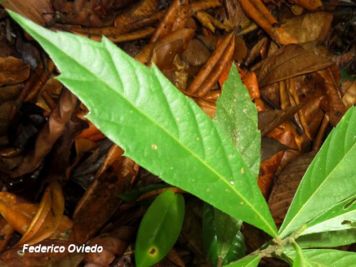 Varronia dichotoma, hoja