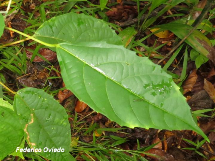 Alchornea latifolia (Chasparrio, Canelito)