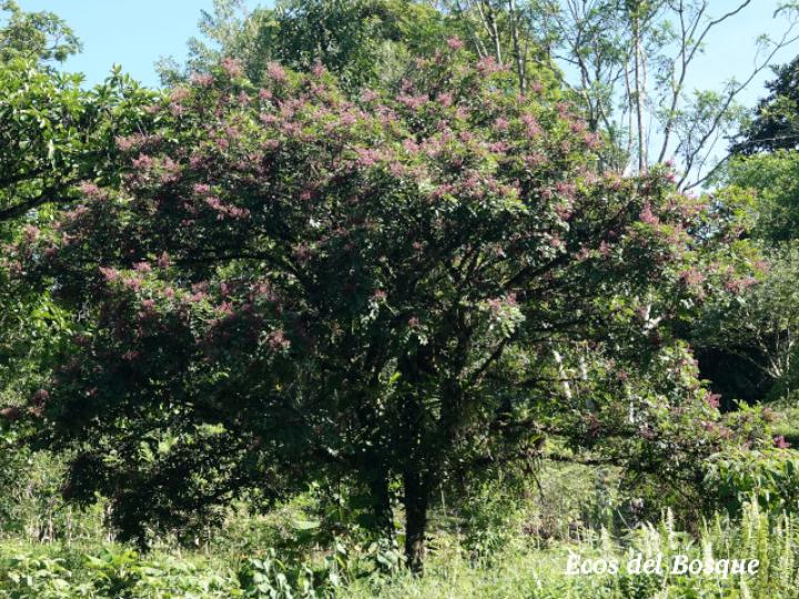 Andira inermis (Almendro de río, Arenillo)
